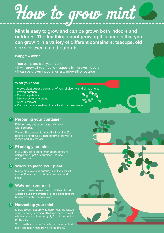 Food Growing with Kids: Mint...