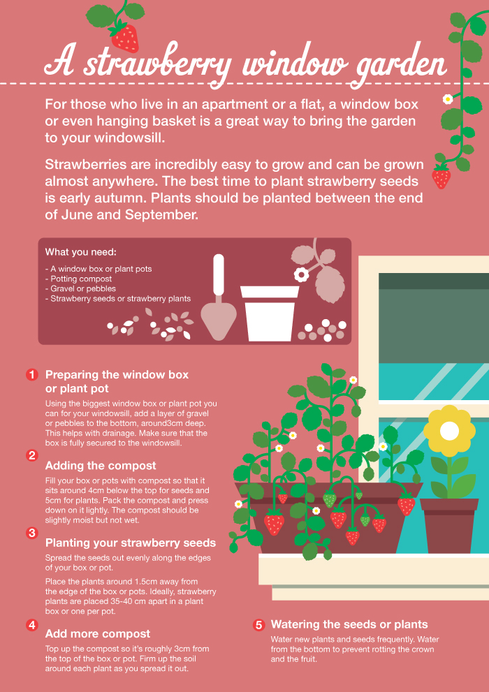 Making a Strawberry Window Garden!