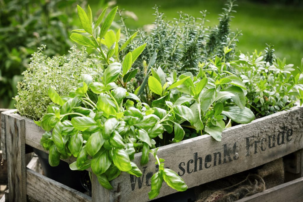 Herbs and Spices For Baby